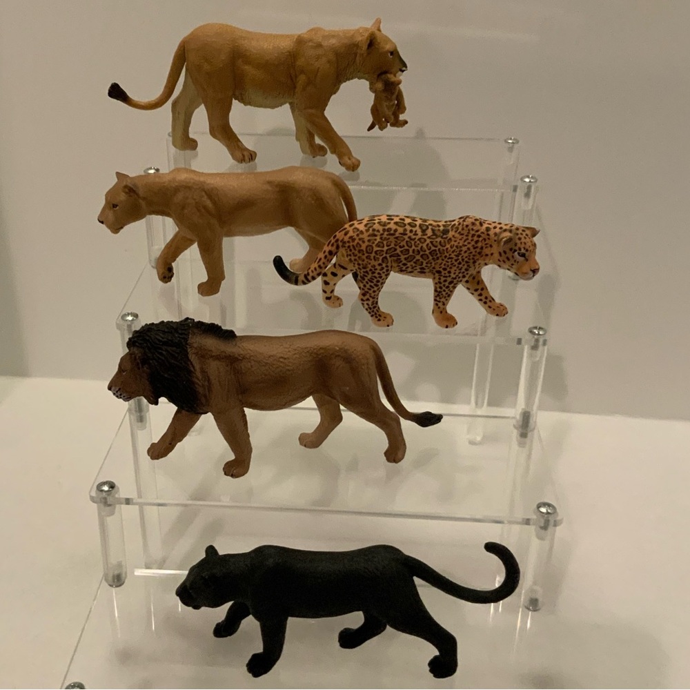 5 Large Jungle Cats and Lions🐅🐆🐆🐅🦁🐯🦁🐯🦁🐯